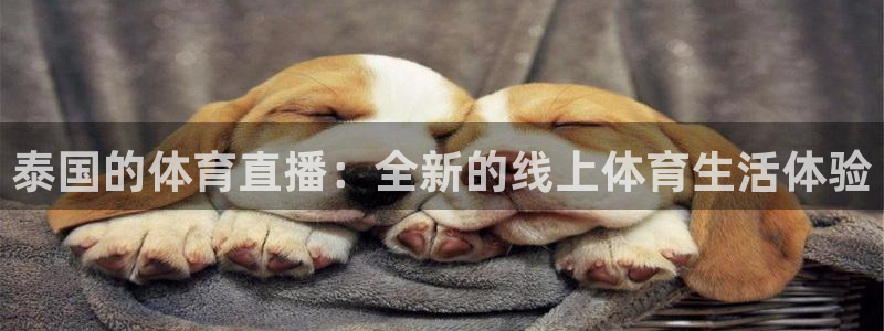 飞速体育直播nba高清